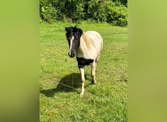 Altri pony/cavalli di piccola taglia, Castrone, 3 Anni, 135 cm, Pezzato