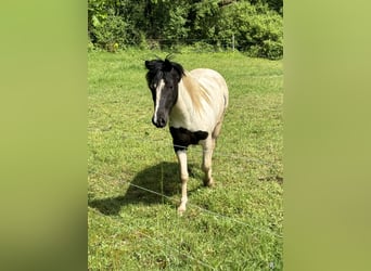 Altri pony/cavalli di piccola taglia, Castrone, 3 Anni, 135 cm, Pezzato