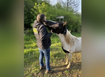 Altri pony/cavalli di piccola taglia, Castrone, 3 Anni, 135 cm, Pezzato