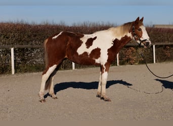 Altri pony/cavalli di piccola taglia, Castrone, 3 Anni, 144 cm, Pezzato