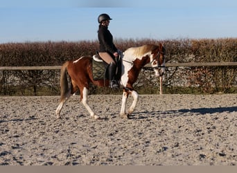 Altri pony/cavalli di piccola taglia, Castrone, 3 Anni, 144 cm, Pezzato