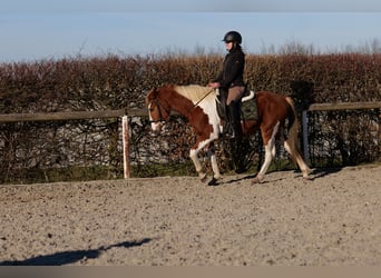 Altri pony/cavalli di piccola taglia, Castrone, 3 Anni, 144 cm, Pezzato