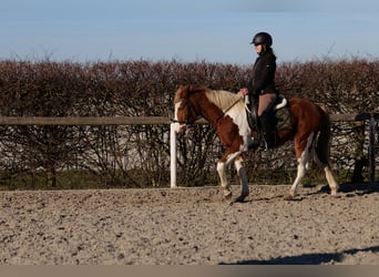 Altri pony/cavalli di piccola taglia, Castrone, 3 Anni, 144 cm, Pezzato