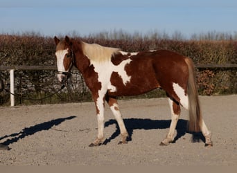 Altri pony/cavalli di piccola taglia, Castrone, 3 Anni, 144 cm, Pezzato