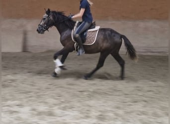 Altri pony/cavalli di piccola taglia, Castrone, 3 Anni, 147 cm, Pelle di daino