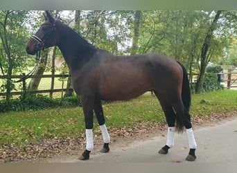 Altri pony/cavalli di piccola taglia, Castrone, 3 Anni, 153 cm, Baio