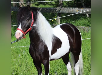 Altri pony/cavalli di piccola taglia, Castrone, 4 Anni, 104 cm, Pezzato
