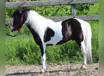 Altri pony/cavalli di piccola taglia, Castrone, 4 Anni, 104 cm, Pezzato