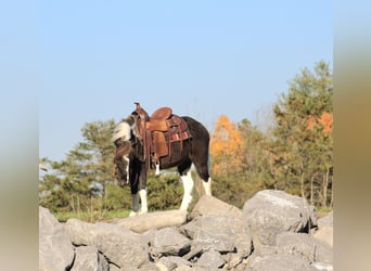 Altri pony/cavalli di piccola taglia, Castrone, 4 Anni, 107 cm