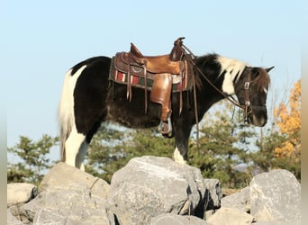 Altri pony/cavalli di piccola taglia, Castrone, 4 Anni, 107 cm