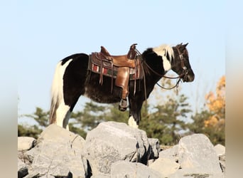 Altri pony/cavalli di piccola taglia, Castrone, 4 Anni, 107 cm