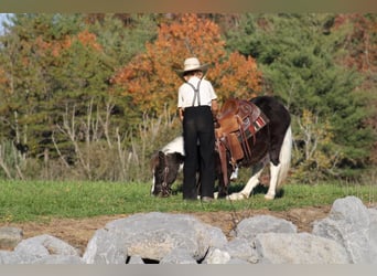 Altri pony/cavalli di piccola taglia, Castrone, 4 Anni, 107 cm