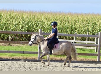 Altri pony/cavalli di piccola taglia, Castrone, 4 Anni, 116 cm, Falbo