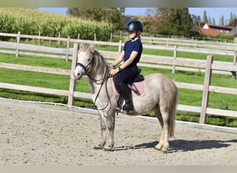 Altri pony/cavalli di piccola taglia, Castrone, 4 Anni, 116 cm, Falbo