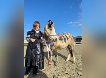 Altri pony/cavalli di piccola taglia, Castrone, 4 Anni, 116 cm, Può diventare grigio