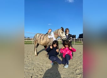 Altri pony/cavalli di piccola taglia, Castrone, 4 Anni, 116 cm, Può diventare grigio