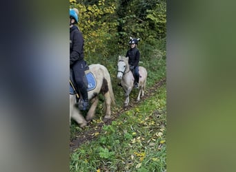 Altri pony/cavalli di piccola taglia, Castrone, 4 Anni, 116 cm, Può diventare grigio