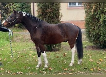 Altri pony/cavalli di piccola taglia, Castrone, 4 Anni, 122 cm, Pezzato