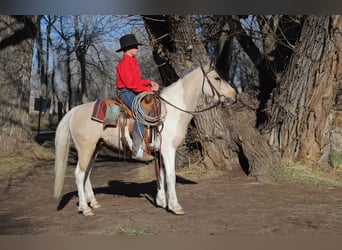 Altri pony/cavalli di piccola taglia, Castrone, 4 Anni, 132 cm, Pelle di daino