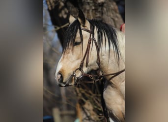 Altri pony/cavalli di piccola taglia, Castrone, 4 Anni, 132 cm, Pelle di daino