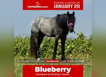 Altri pony/cavalli di piccola taglia Mix, Castrone, 4 Anni, 135 cm, Roano blu