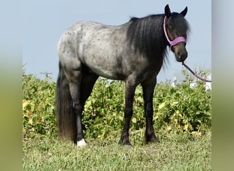 Altri pony/cavalli di piccola taglia Mix, Castrone, 4 Anni, 135 cm, Roano blu
