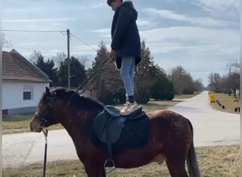 Altri pony/cavalli di piccola taglia, Castrone, 4 Anni, 136 cm, Baio