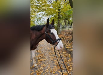 Altri pony/cavalli di piccola taglia, Castrone, 4 Anni, 140 cm, Pezzato