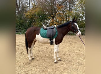 Altri pony/cavalli di piccola taglia, Castrone, 4 Anni, 140 cm, Pezzato