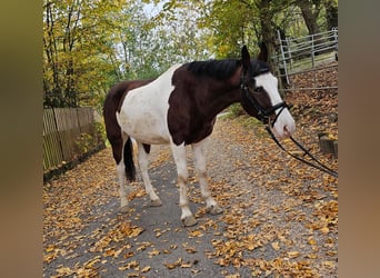 Altri pony/cavalli di piccola taglia, Castrone, 4 Anni, 140 cm, Pezzato