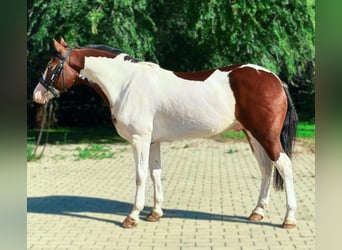 Altri pony/cavalli di piccola taglia, Castrone, 4 Anni, 140 cm, Pezzato