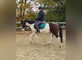 Altri pony/cavalli di piccola taglia, Castrone, 4 Anni, 140 cm, Pezzato