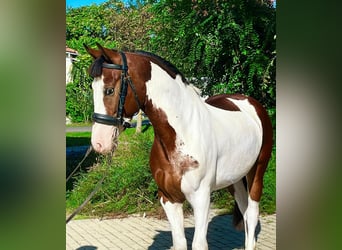 Altri pony/cavalli di piccola taglia, Castrone, 4 Anni, 140 cm, Pezzato