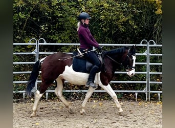 Altri pony/cavalli di piccola taglia, Castrone, 4 Anni, 140 cm, Pezzato