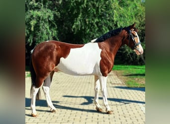 Altri pony/cavalli di piccola taglia, Castrone, 4 Anni, 140 cm, Pezzato