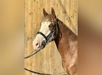 Altri pony/cavalli di piccola taglia, Castrone, 4 Anni, 140 cm, Sauro