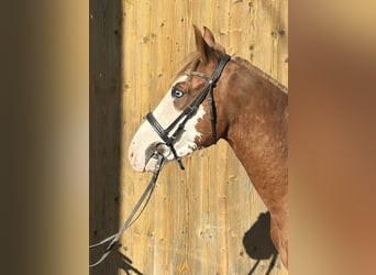 Altri pony/cavalli di piccola taglia, Castrone, 4 Anni, 140 cm, Sauro