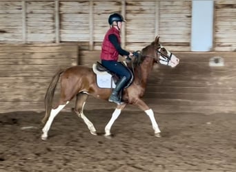 Altri pony/cavalli di piccola taglia, Castrone, 4 Anni, 140 cm, Sauro