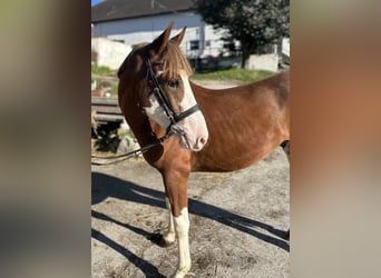 Altri pony/cavalli di piccola taglia, Castrone, 4 Anni, 140 cm, Sauro