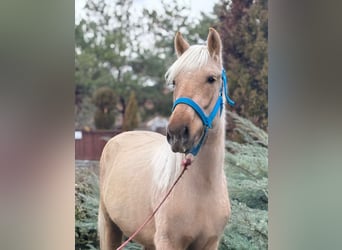 Altri pony/cavalli di piccola taglia, Castrone, 4 Anni, 142 cm