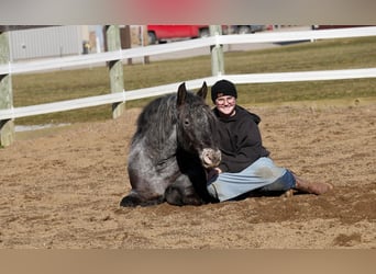 Altri pony/cavalli di piccola taglia Mix, Castrone, 4 Anni, 142 cm, Roano blu