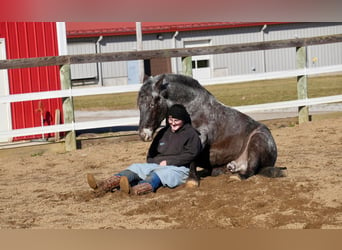 Altri pony/cavalli di piccola taglia Mix, Castrone, 4 Anni, 142 cm, Roano blu