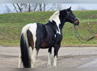 Altri pony/cavalli di piccola taglia, Castrone, 4 Anni, 145 cm, Pezzato