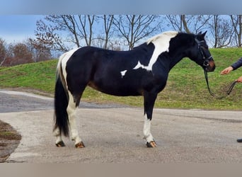 Altri pony/cavalli di piccola taglia, Castrone, 4 Anni, 145 cm, Pezzato