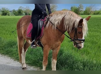 Altri pony/cavalli di piccola taglia, Castrone, 4 Anni, 147 cm, Sauro