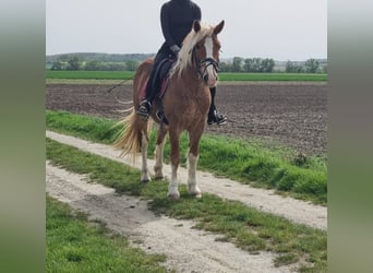 Altri pony/cavalli di piccola taglia, Castrone, 4 Anni, 147 cm, Sauro