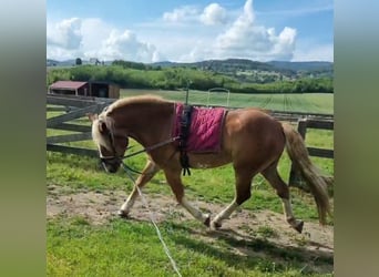 Altri pony/cavalli di piccola taglia, Castrone, 4 Anni, 147 cm, Sauro