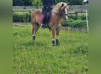 Altri pony/cavalli di piccola taglia, Castrone, 4 Anni, 147 cm, Sauro