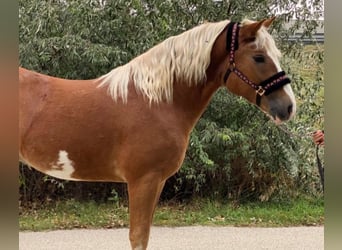 Altri pony/cavalli di piccola taglia, Castrone, 4 Anni, 147 cm, Sauro