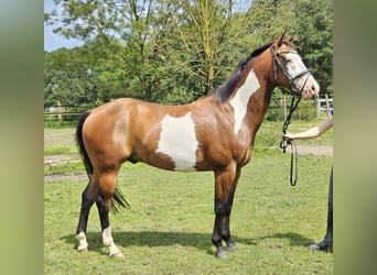 Altri pony/cavalli di piccola taglia, Castrone, 4 Anni, 152 cm, Pezzato